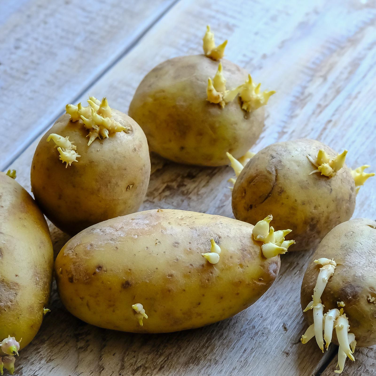 https://goodly.ca/wp-content/uploads/2020/11/help-us-sprouted-potatoes.jpg
